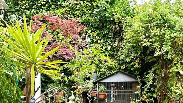 A garden with various potted plants and a small structure.
