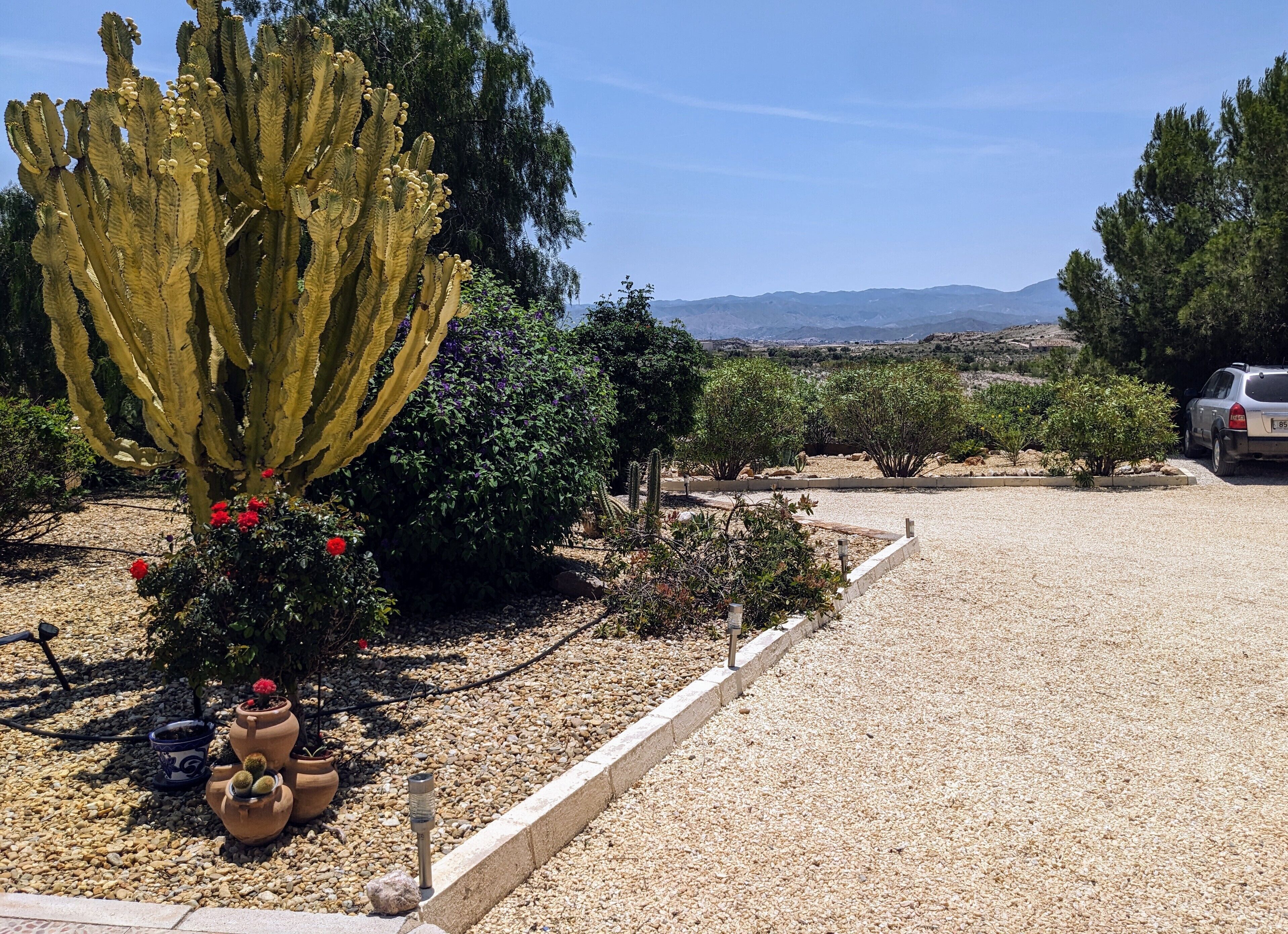 A desert garden with a large cactus, potted plants, and a gravel driveway.