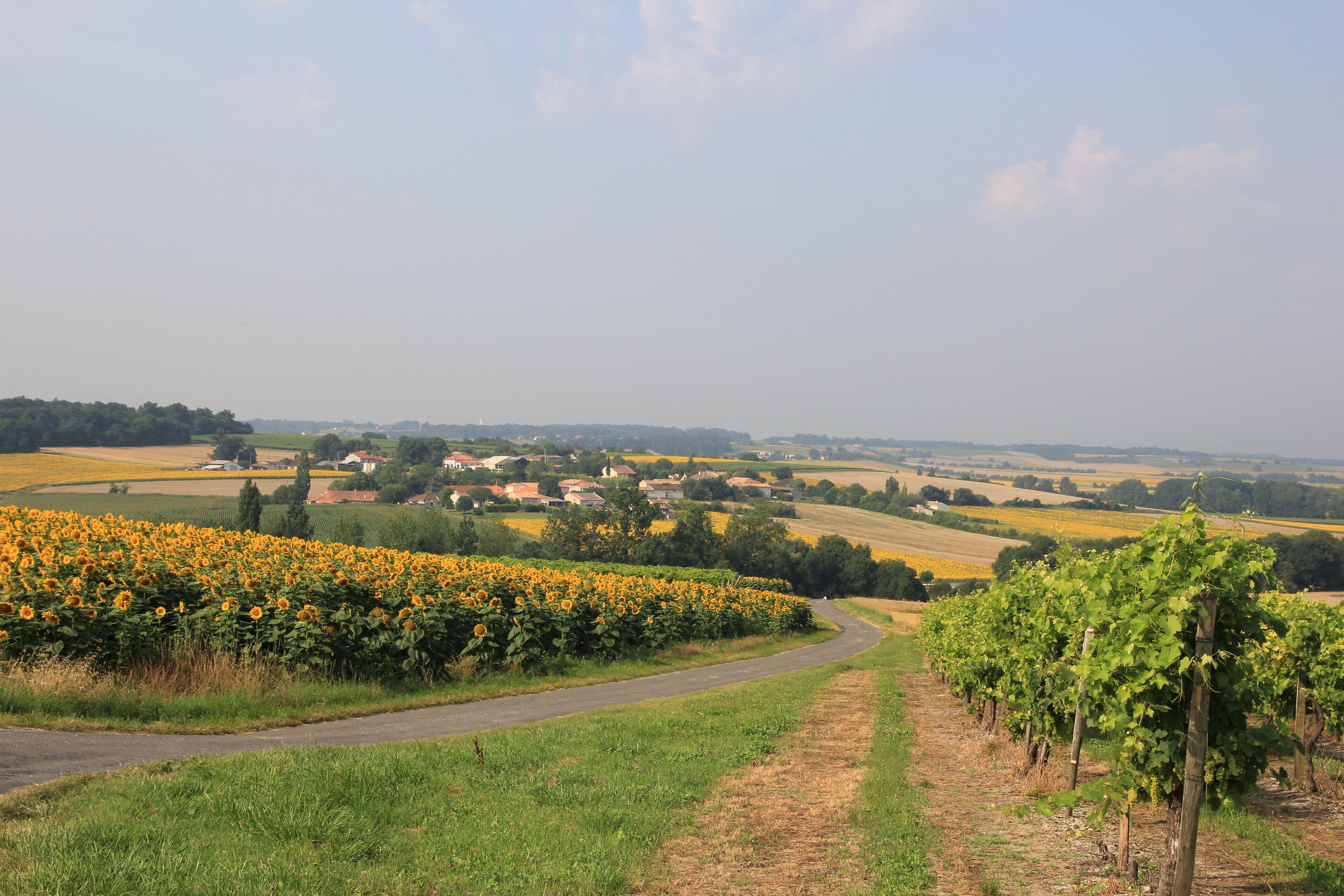A rural landscape with a vineyard and sunflower fields.