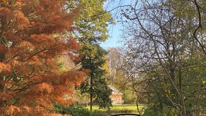 A serene park with a pond, trees with autumn foliage, and a distant building. - Authentic private cottage, beach a 15-minute walk 😍! (Vrouwenpolder)