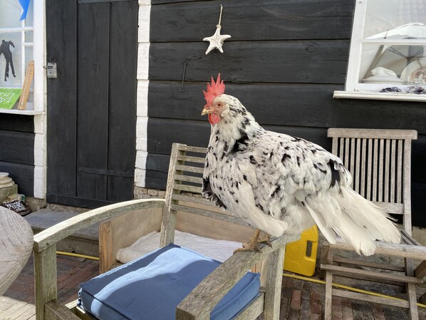 A rooster perched on a wooden chair outside a building with a black and white exterior.