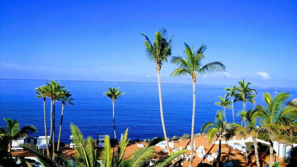 A beachfront view with palm trees, a clear blue sky, and the ocean. - SPACIOUS APARTMENT WITH WIFI—large terrace and flower-filled garden, sea and mountain views (Adeje)
