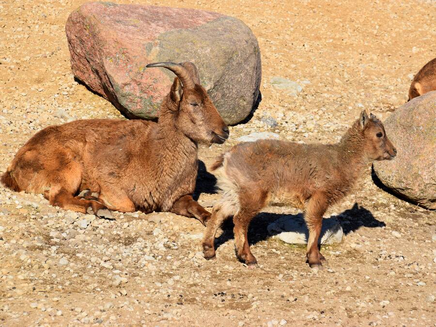 A rocky terrain with large boulders and a brown goat lying down.