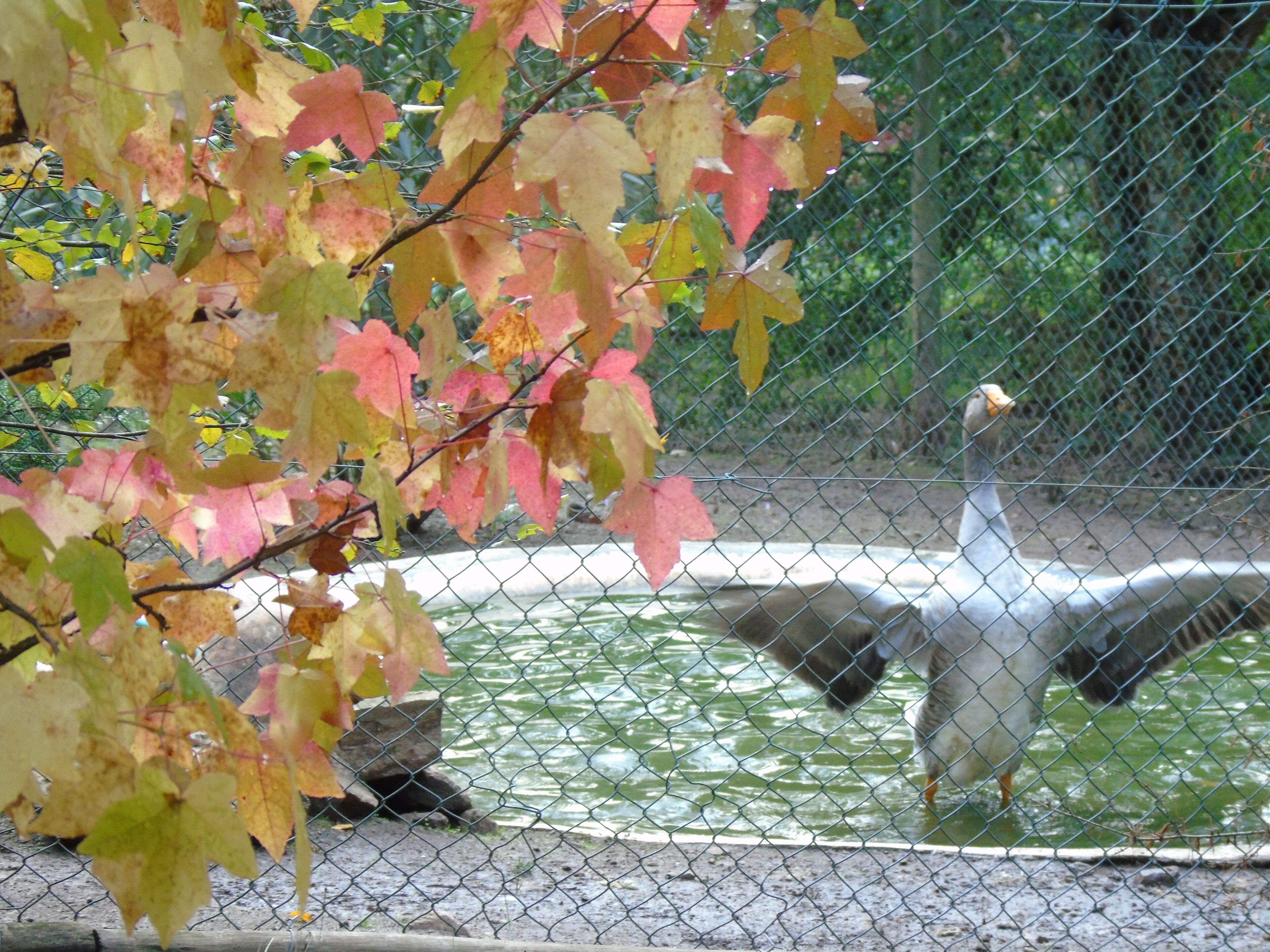 A fenced area with a water body and a bird, possibly a goose, standing by the water.