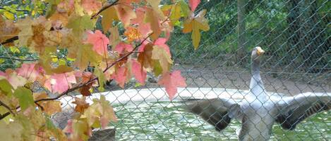 A fenced area with a water body and a bird, possibly a goose, standing by the water.
