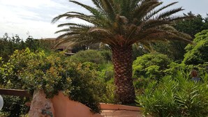 Un jardin luxuriant, avec un palmier imposant, une antenne parabolique et un mur de pierres.