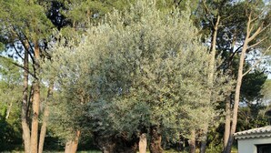 A large olive tree in a stone planter with a pool in the background. - Old barn renovated to nine  (BAGNOLS SUR CÈZE)