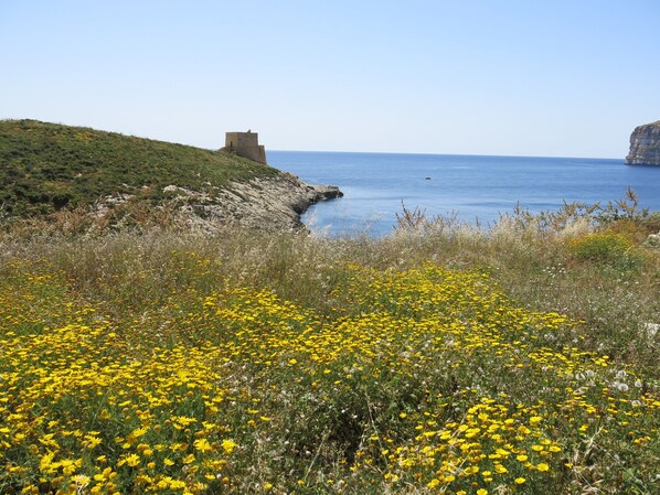 A coastal landscape with a grassy field of yellow flowers, a rocky cliff, and a small building on the hill.