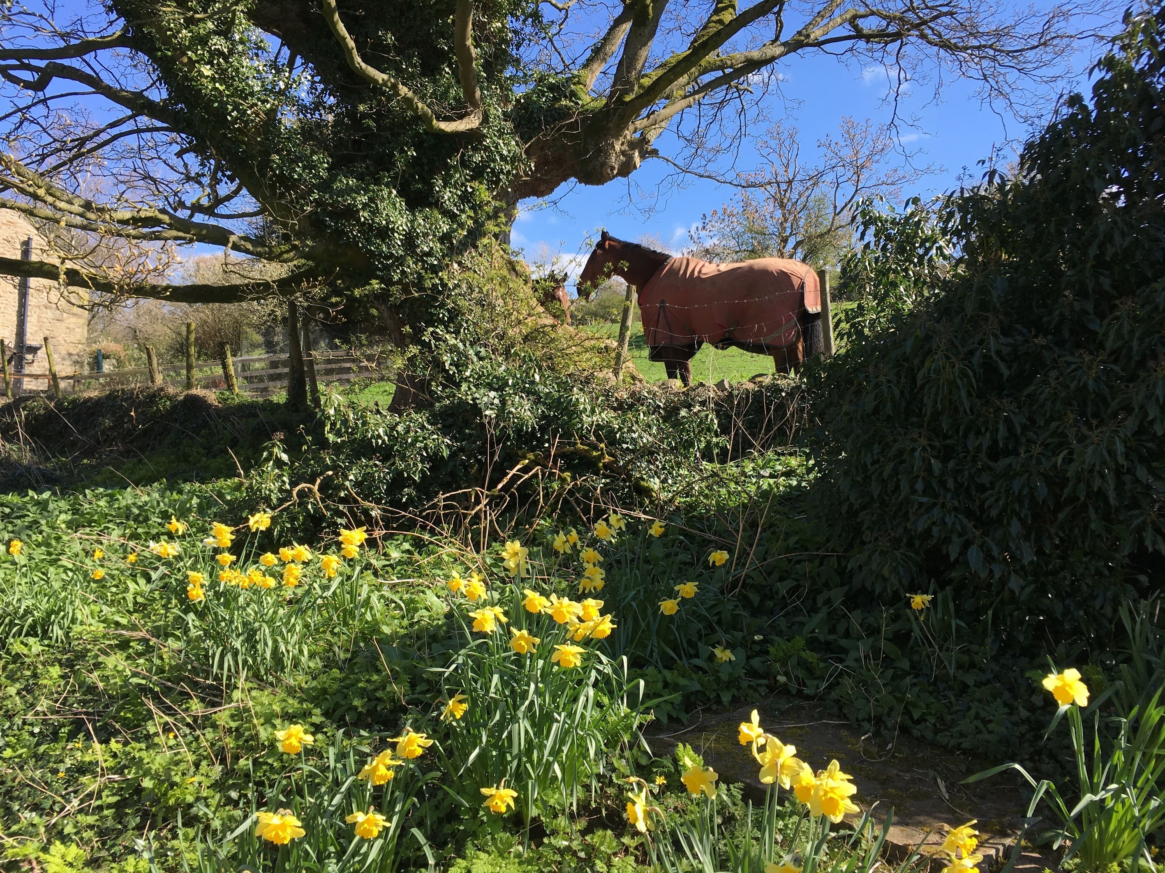 A horse grazing near a tree in a rural setting with blooming yellow flowers.