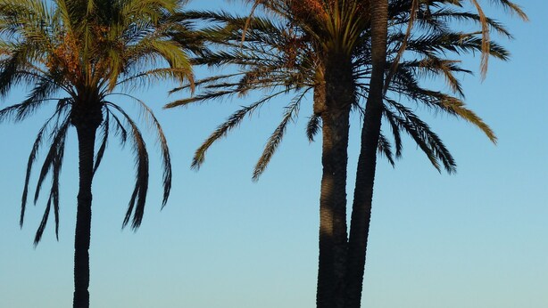 Una spiaggia con palme e cielo sereno.