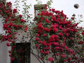 Detalle exterior