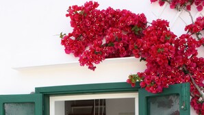 Puerta verde con mosquitera que da a una escalera con escalones azules y un aldabón de madera.