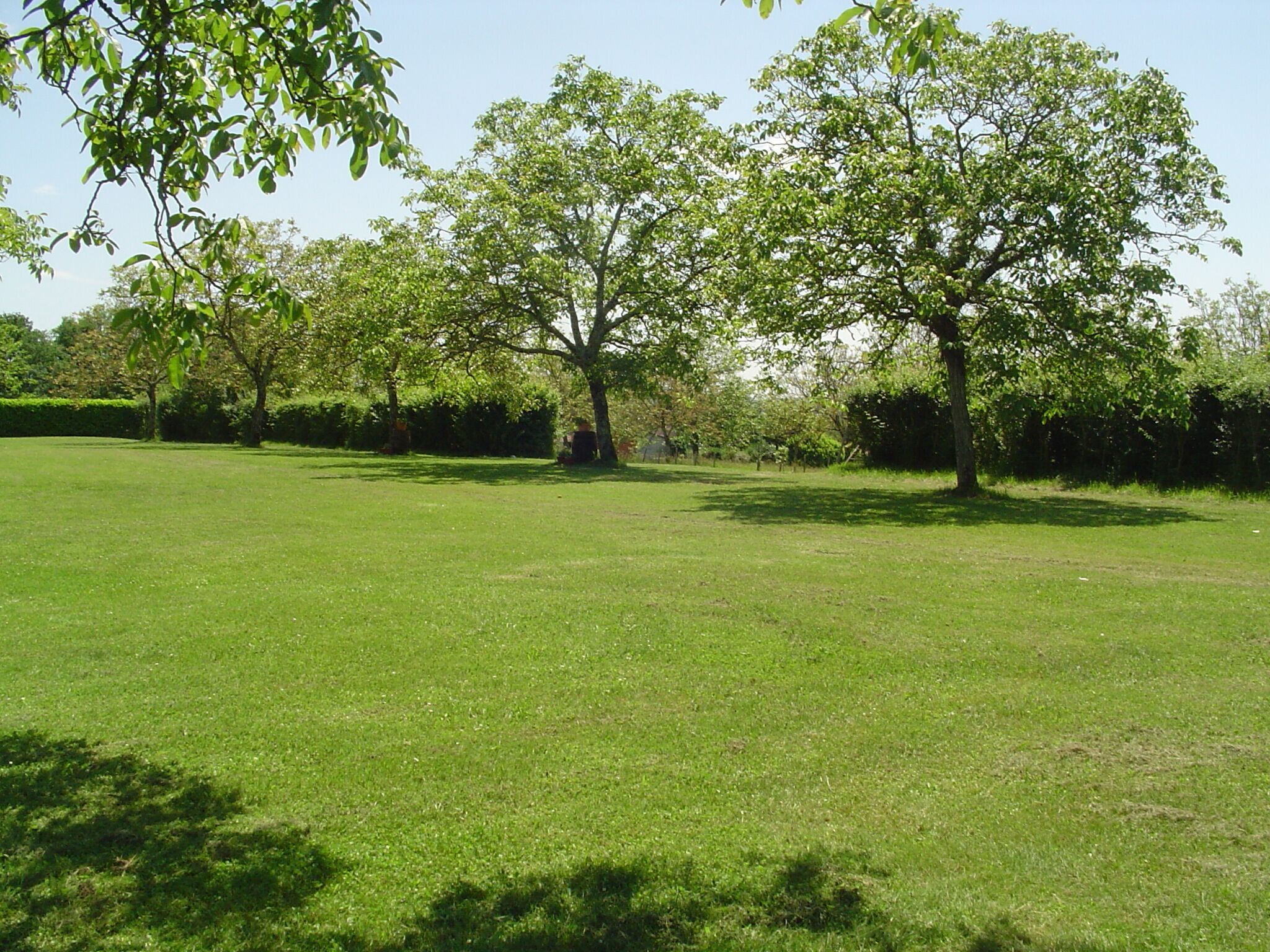 A grassy field with trees and a clear sky.