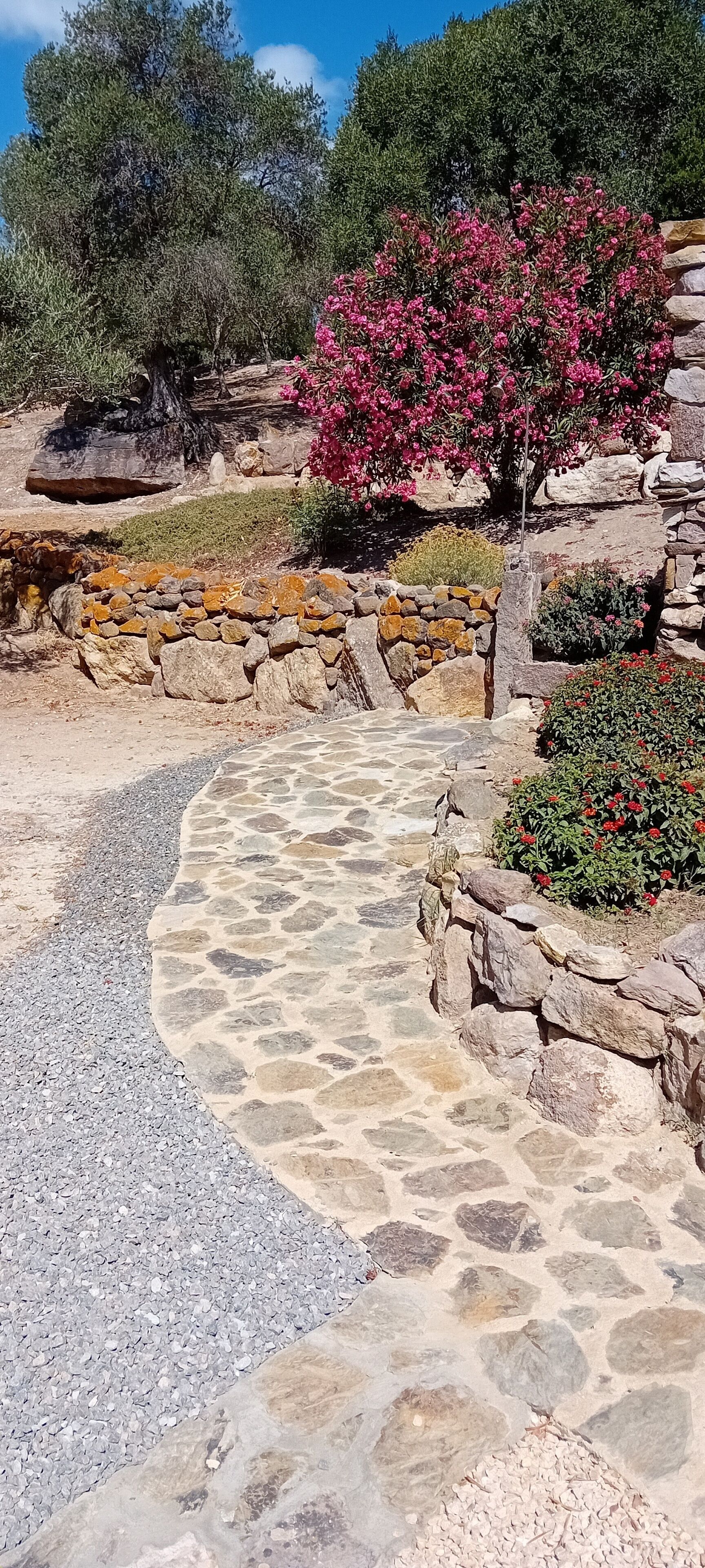 Un chemin de pierres traverse un jardin où poussent différentes espèces de plantes, et un grand arbre se dresse à l'arrière-plan.