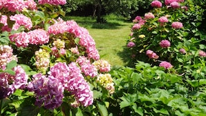 A garden with pink hydrangea bushes and green foliage. - House with garden (Plobannalec-Lesconil)