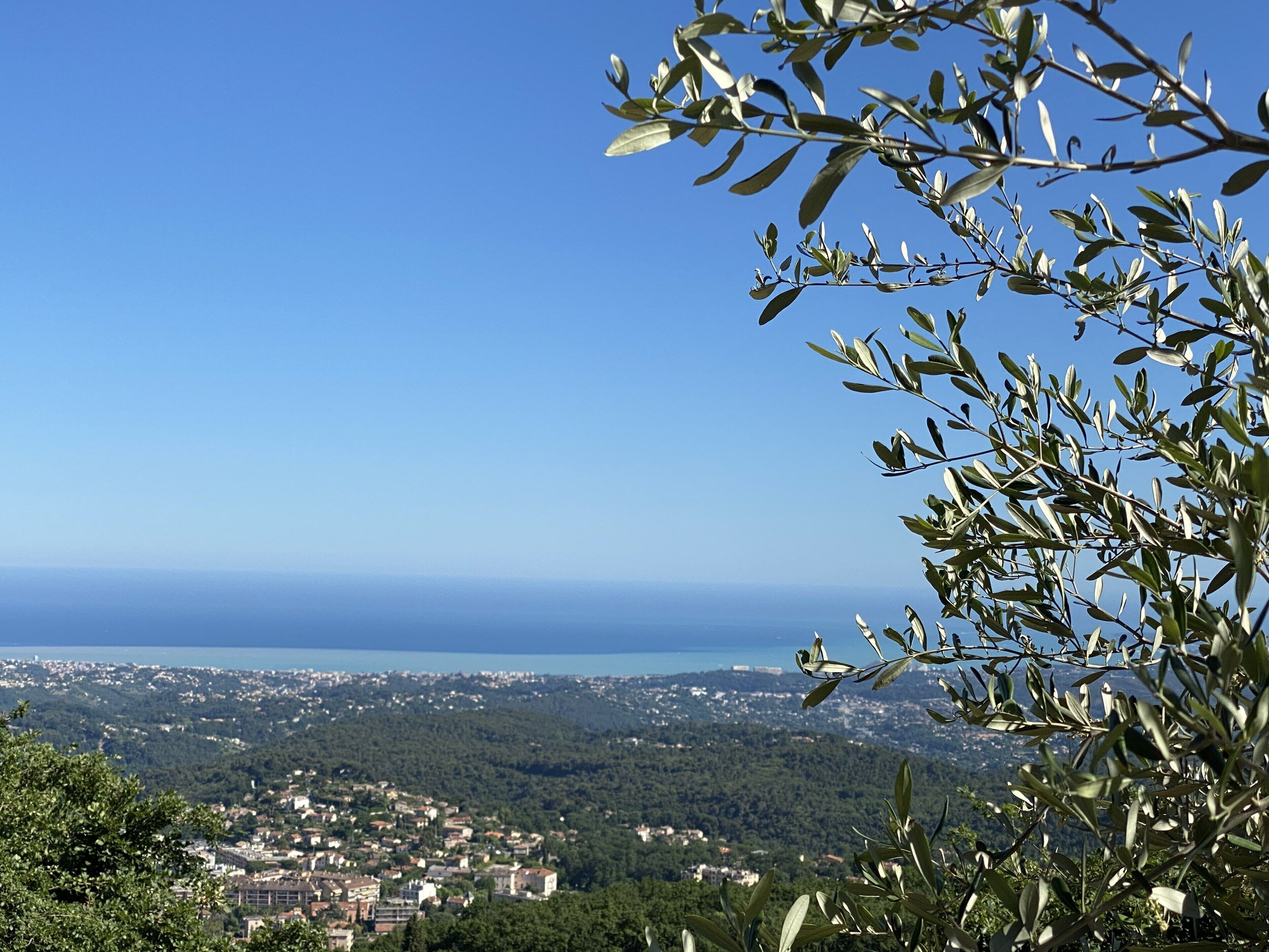 Une ville côtière offrant une vue sur la mer et bordée d’oliviers au premier plan.