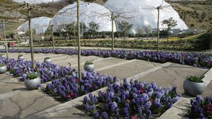 A garden with purple flowers and large white domes in the background.