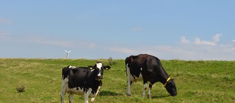 Vacation apartment Bohlen 65265 - Holiday apartment in East Frisia 45sqm, max. 3 persons