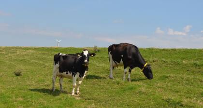 Lomahuoneisto Bohlen, 65265 - Lomahuoneisto Bohlen