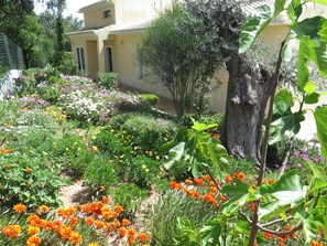 Stroll through a serene garden featuring a variety of flowering plants and a majestic tree.