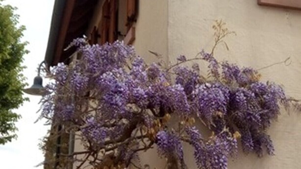 A building with a stone staircase and a purple flowering vine. - Holidays in the idyllic wine-growing village near Freinsheim (Bobenheim am Berg)