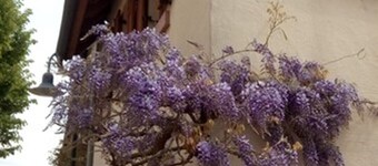 Holidays in the idyllic wine-growing village near Freinsheim