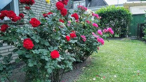 Een tuin met rode rozen voor een huis.
