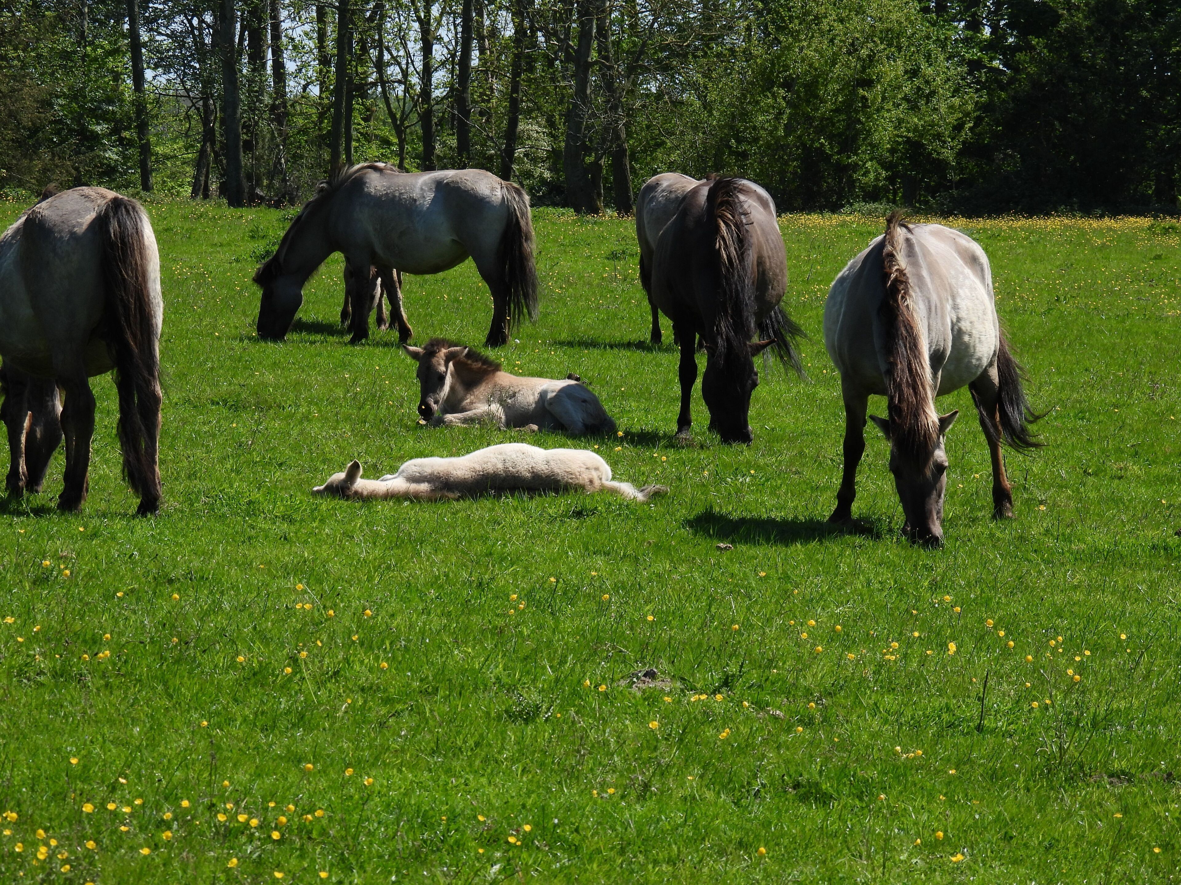 Un grupo de caballos pastando en un campo verde y frondoso, con árboles al fondo.