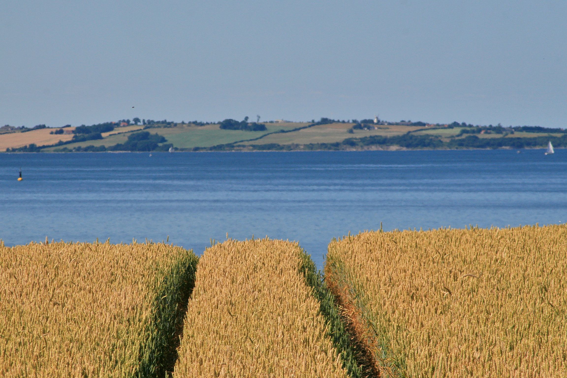 Eine Küstenlandschaft mit einem Feld voller Pflanzen im Vordergrund und einem Gewässer im Hintergrund.