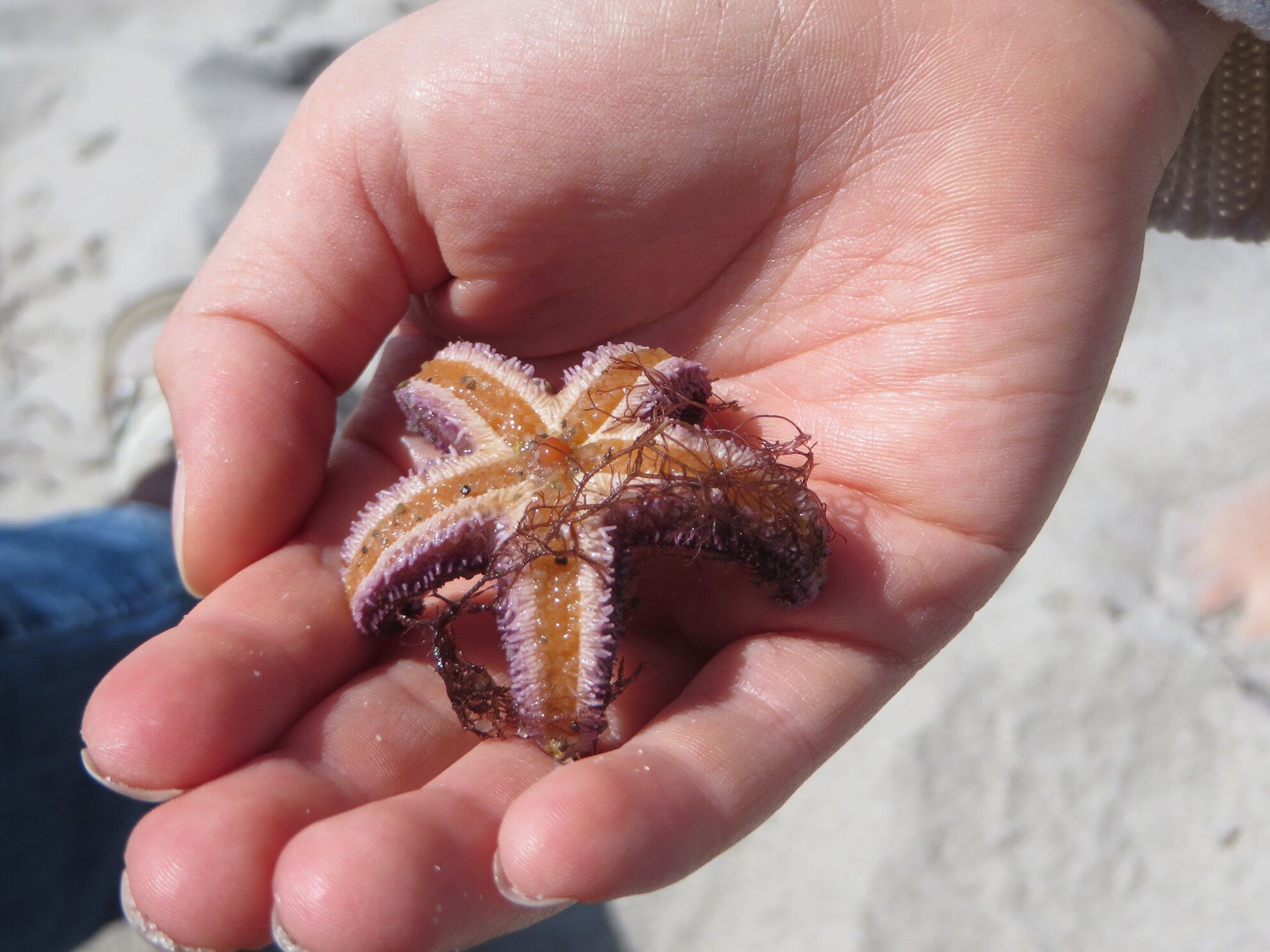 A hand holding a starfish.