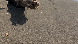 Ein großer gefallener Baumstamm auf einem kiesigen Strand, im Hintergrund Wellen.