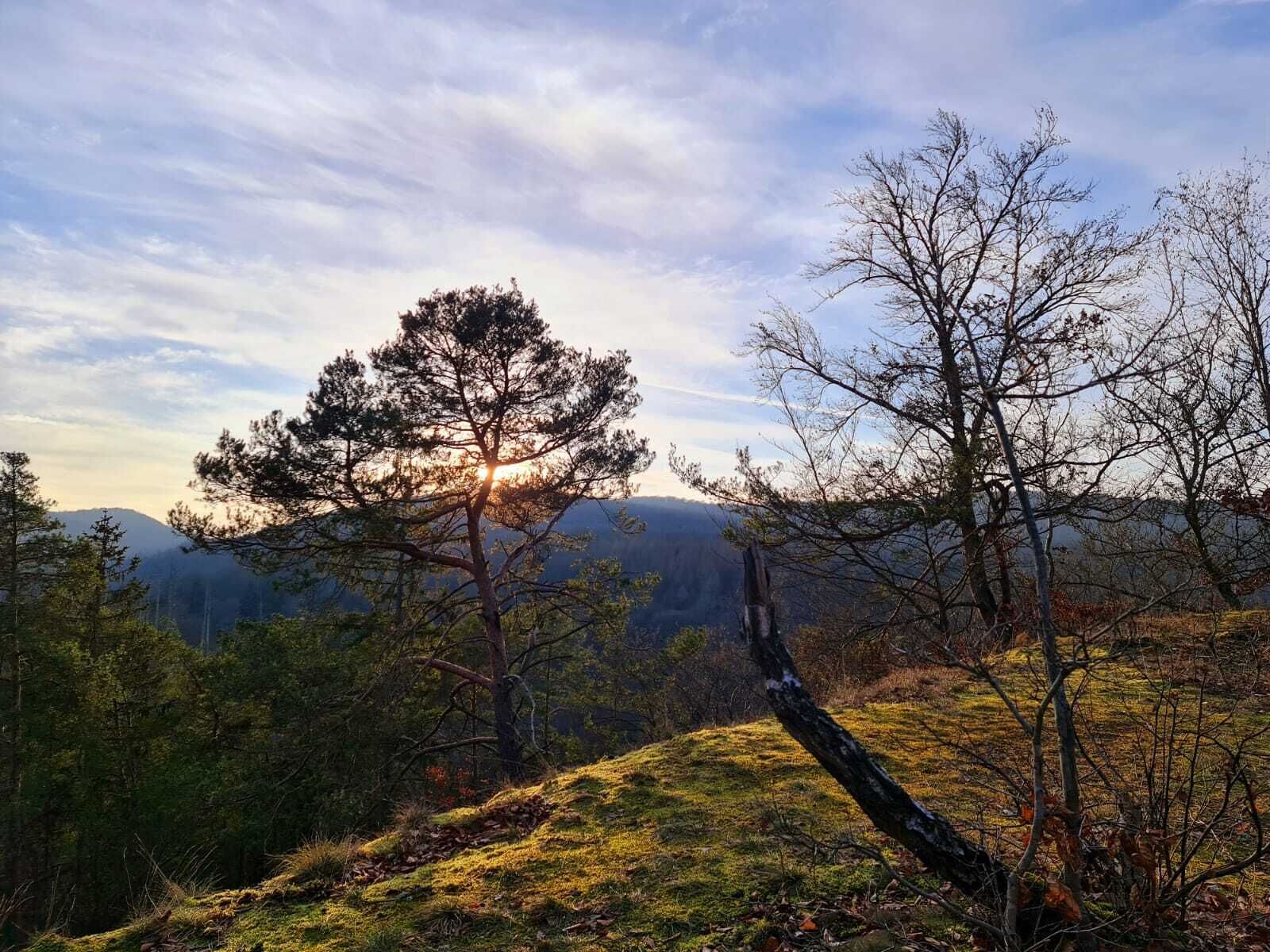 Un paisaje boscoso con un árbol destacado en primer plano y una cordillera al fondo.