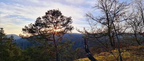 Un paisaje boscoso con un árbol destacado en primer plano y una cordillera al fondo.