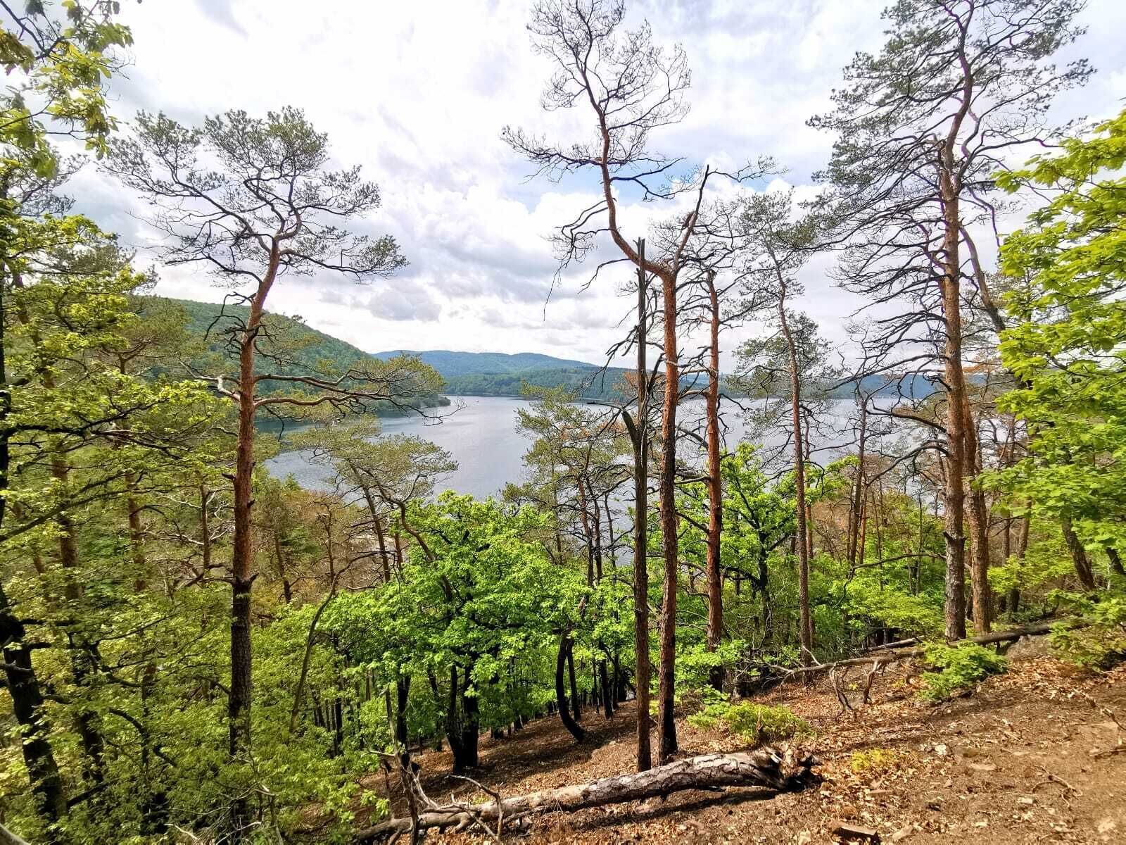 A forested area with a lake in the background.