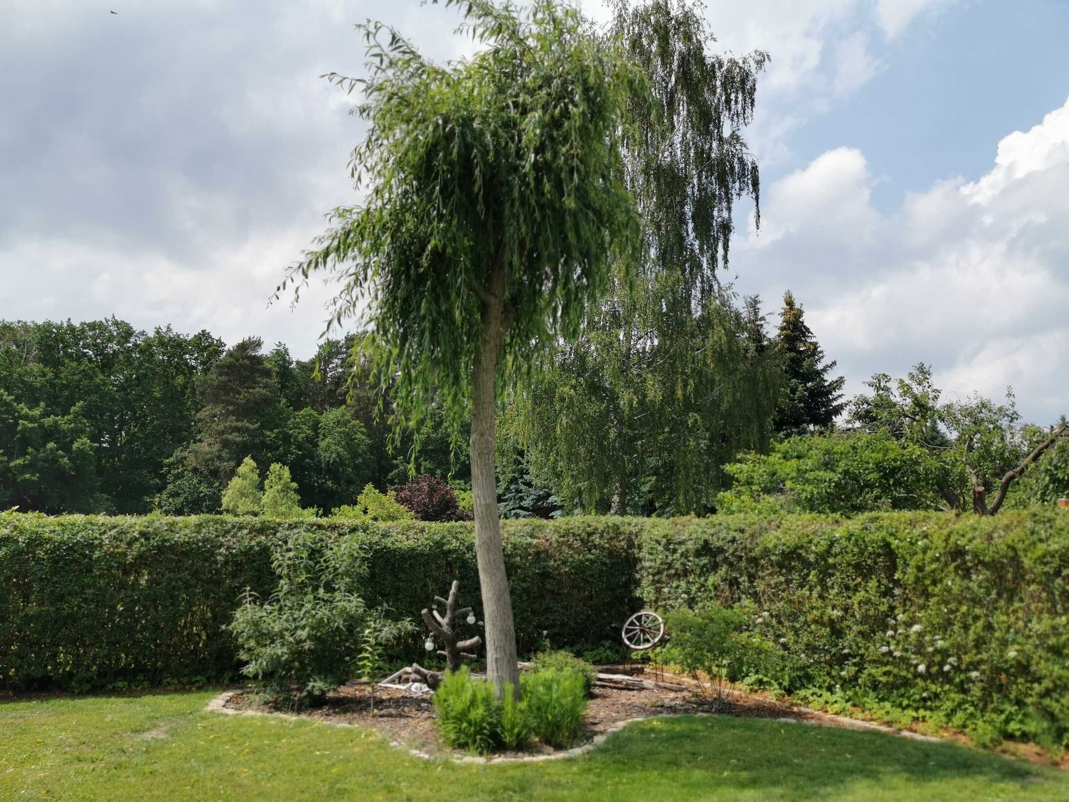 A garden with a weeping willow tree, neatly trimmed hedges, and a wooden wheel sculpture.