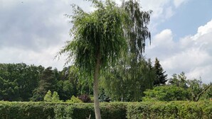 A garden with a weeping willow tree, neatly trimmed hedges, and a wooden wheel sculpture.