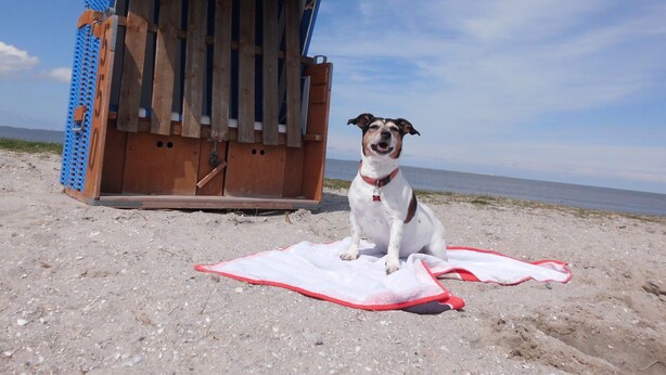 Een strandscène met een hond die op een handdoek zit, voor een houten strandhuisje met een gestreepte luifel.