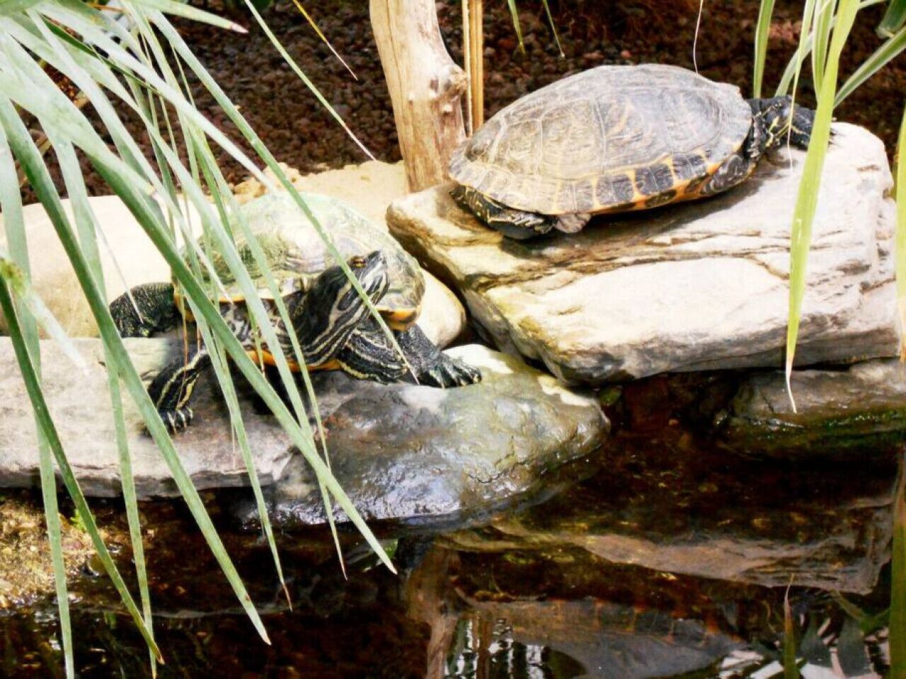 A turtle on a rock by a pond with water and plants.