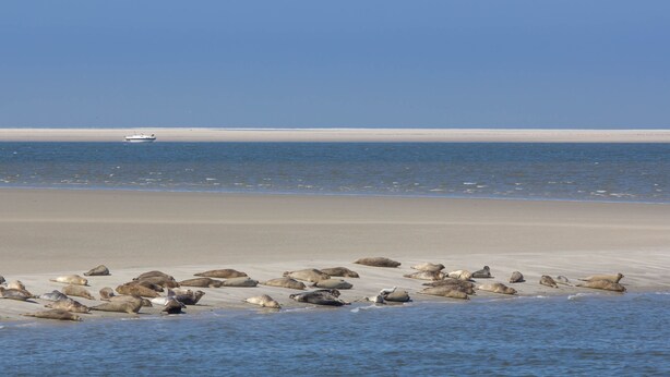Una playa con un barco a lo lejos y lobos marinos descansando en la arena.