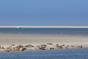 Una playa con un barco a lo lejos y lobos marinos descansando en la arena.