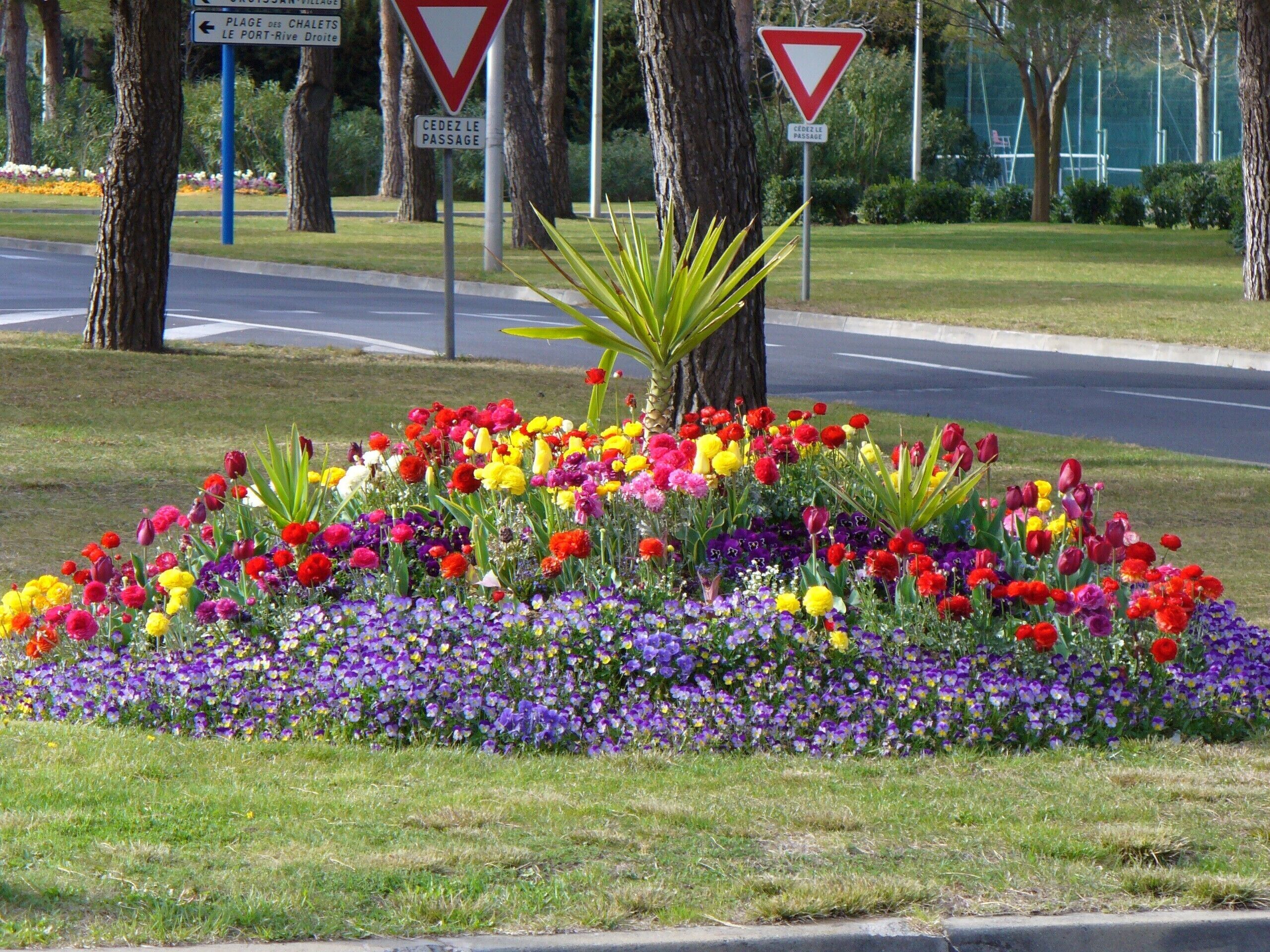 A flower bed with a variety of colorful flowers.