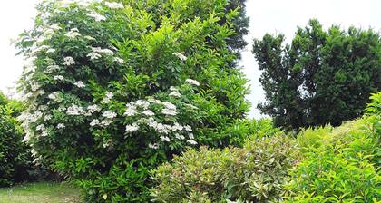 Auf dem sonnigen Hügel oberhalb von Neuwied am Rhein