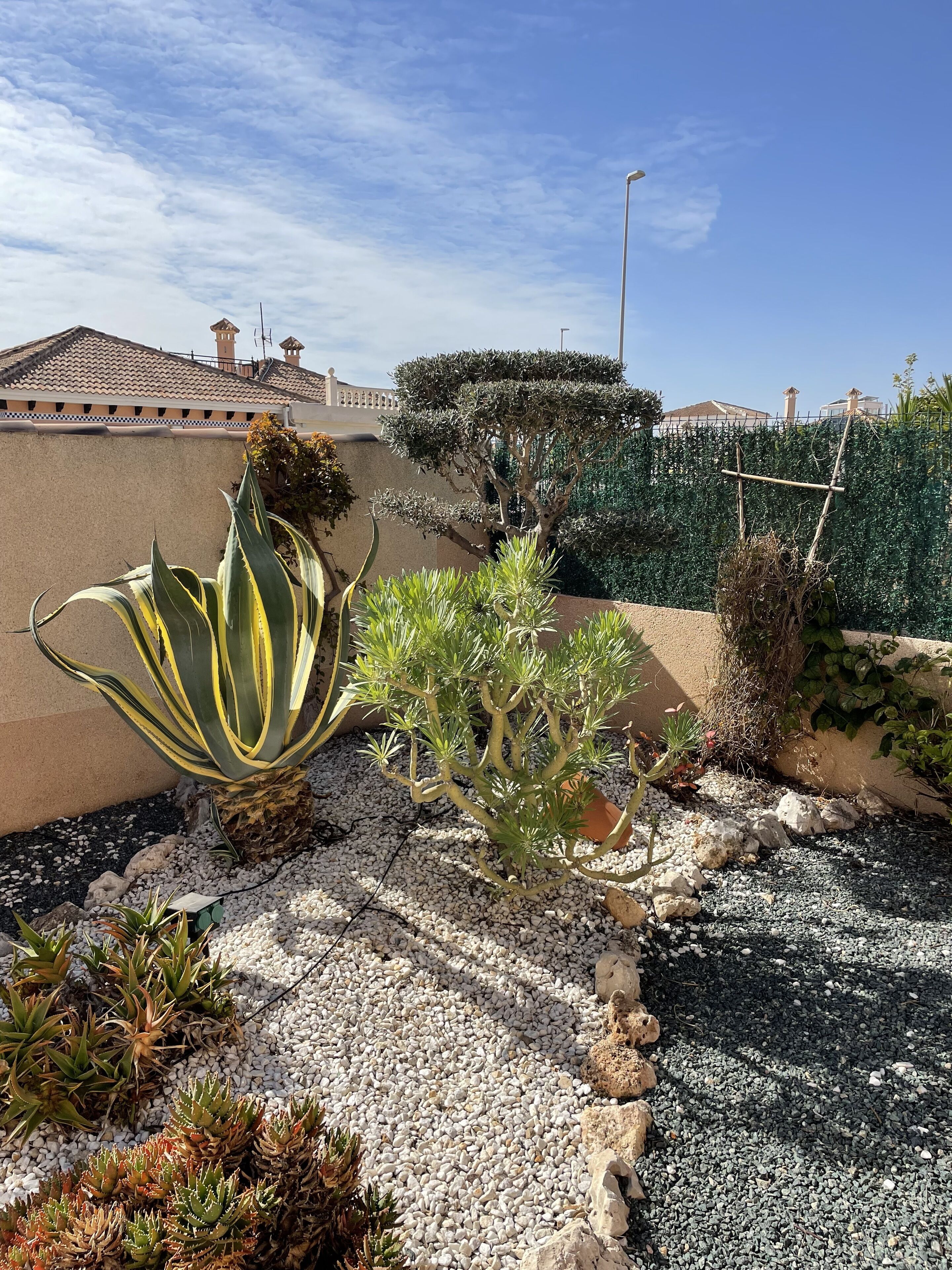 Un jardín con diversas plantas y un camino pavimentado.