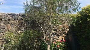 En trädgård med ett träd, en stenmur och en liten buske med röda blommor.