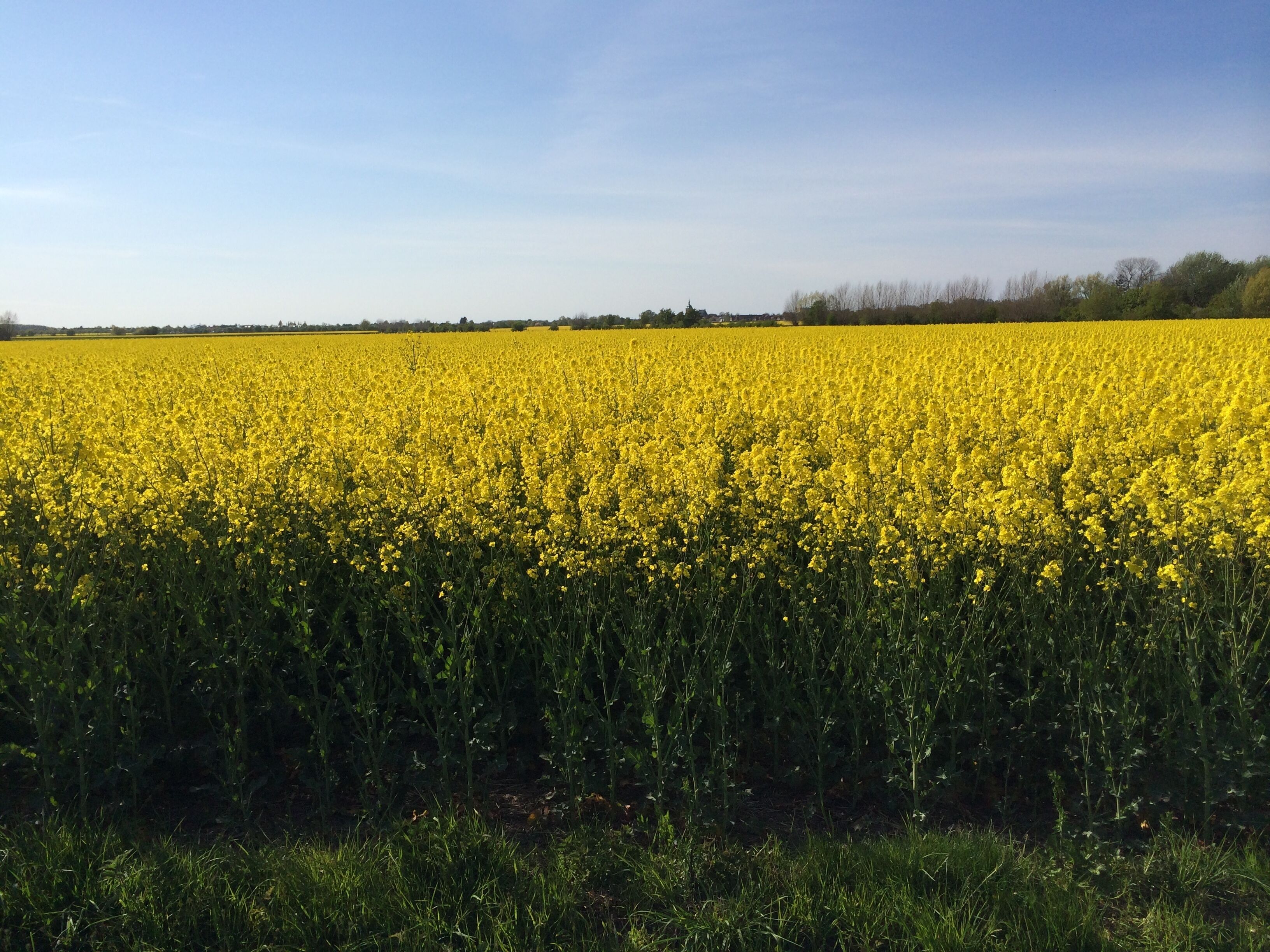 Un ampio campo fiorito di fiori gialli sotto un cielo sereno.
