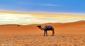 Explore the vast desert landscape with a majestic camel as your companion.