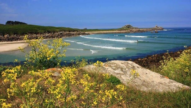 Eine Küstenlandschaft mit klarem, blauem Wasser, einem Sandstrand und gelben Blüten im Vordergrund.