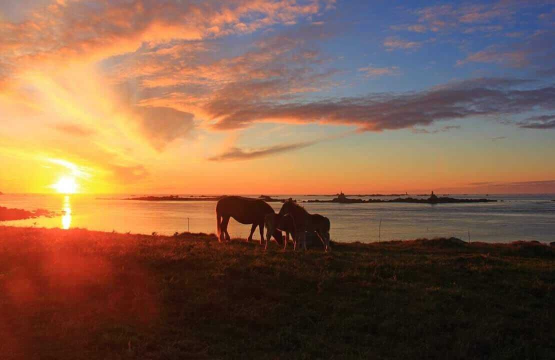 A sunset over a body of water with horses grazing on the shore.