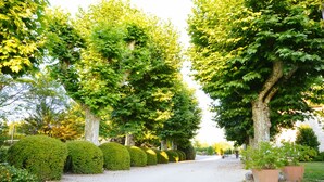 Un percorso alberato con siepi curate e un vialetto sterrato.