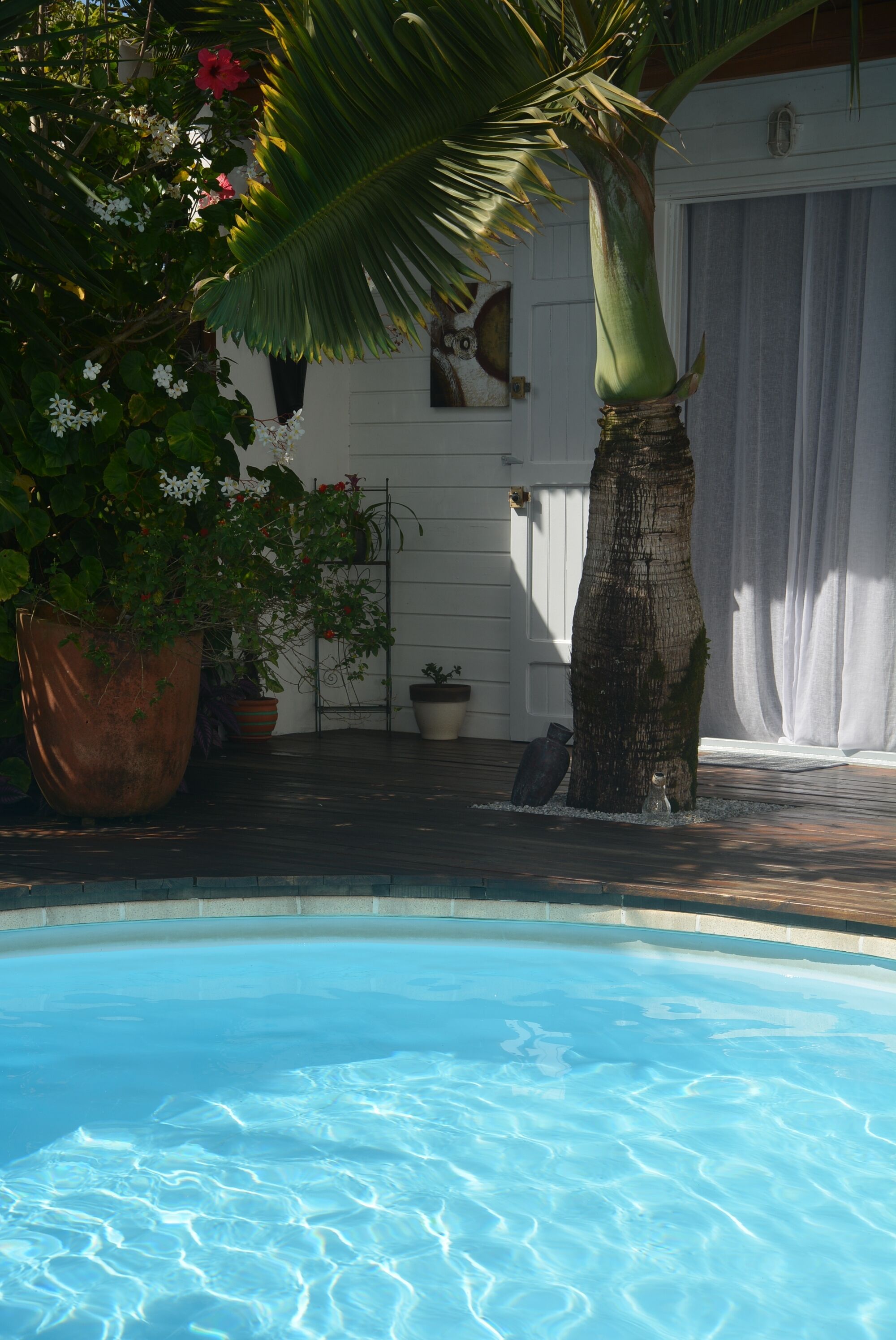 Une piscine agrémentée d’un palmier et de plantes en pot.